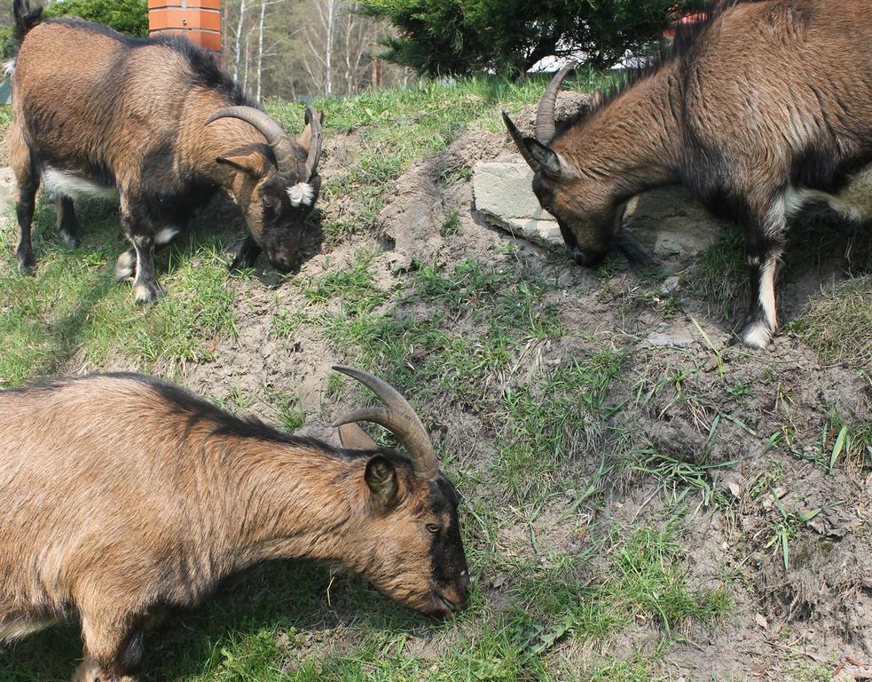 Mazowieckie Siolo Julianowka Exteriör bild